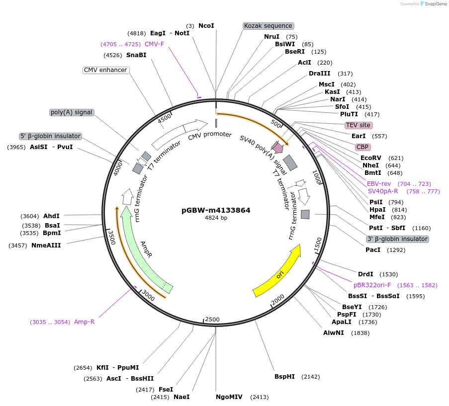 152867-plasmid-map-sequence-id-295879