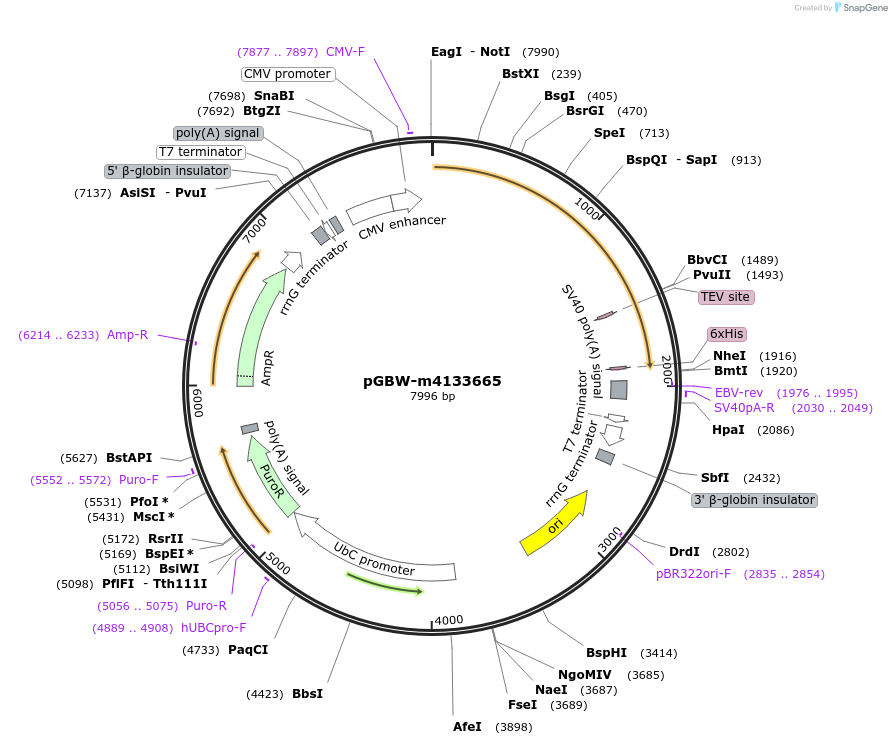 152871-plasmid-map-sequence-id-295883