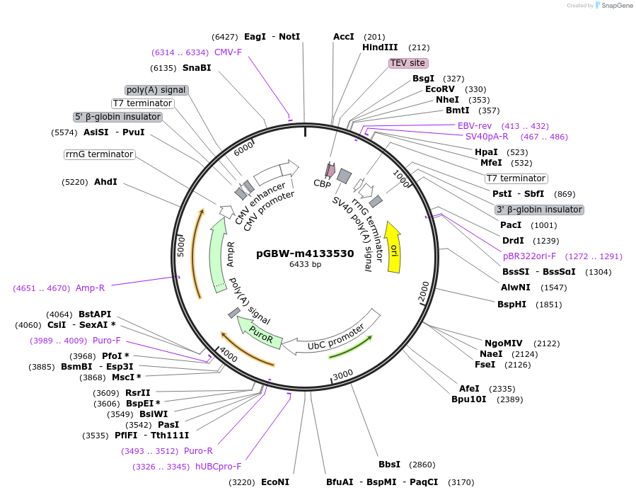 152872-plasmid-map-sequence-id-295884