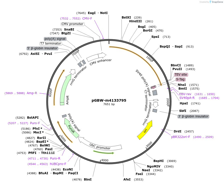 152875-plasmid-map-sequence-id-295887