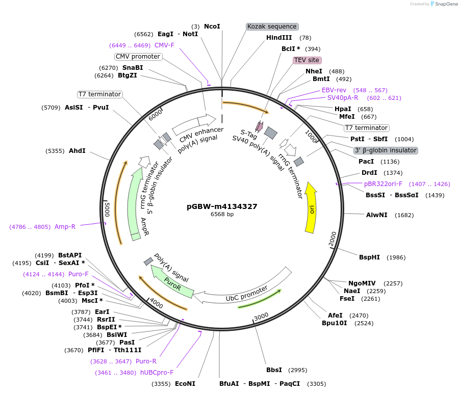 152879-plasmid-map-sequence-id-295891