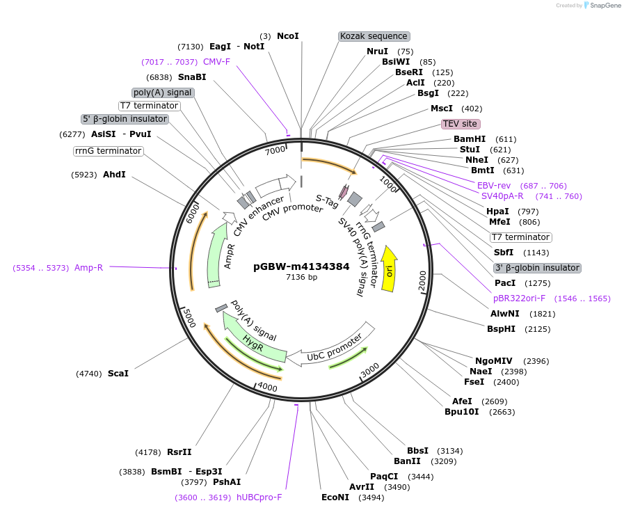 152880-plasmid-map-sequence-id-295892