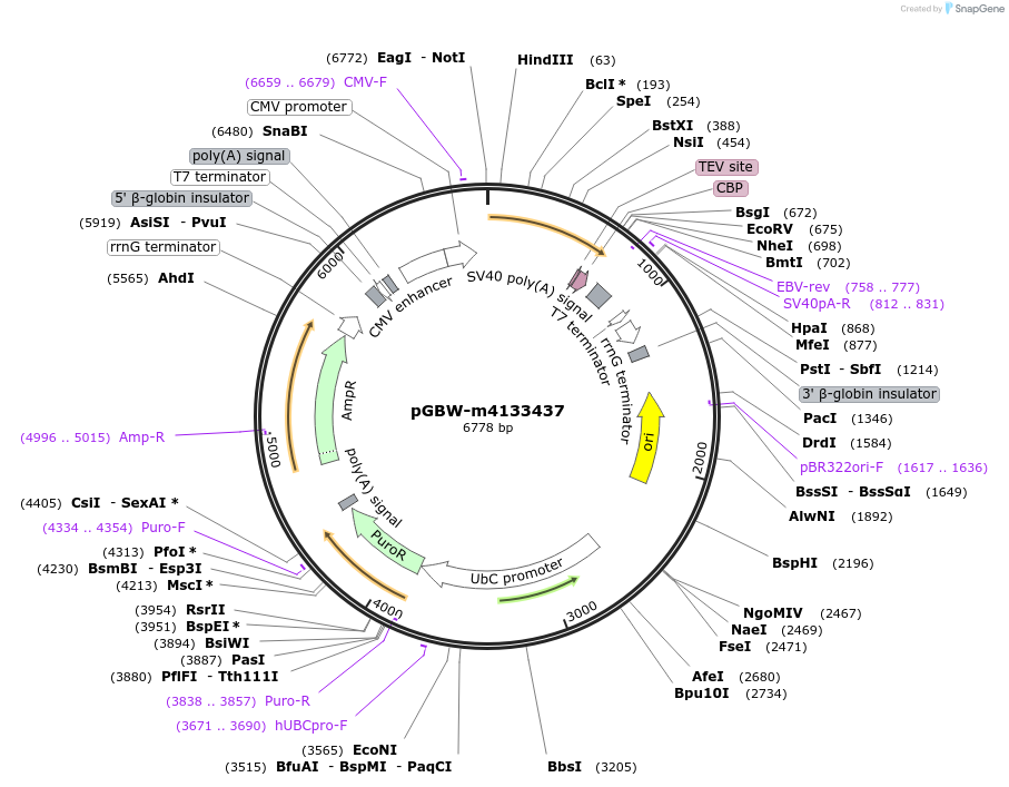 152885-plasmid-map-sequence-id-295897