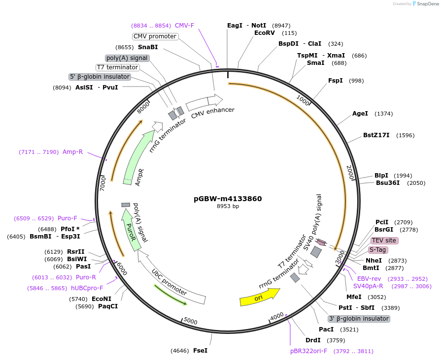 152887-plasmid-map-sequence-id-295899