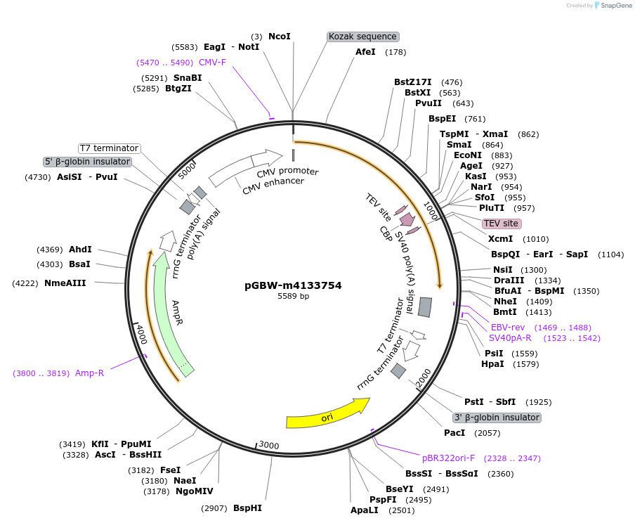 152889-plasmid-map-sequence-id-295901