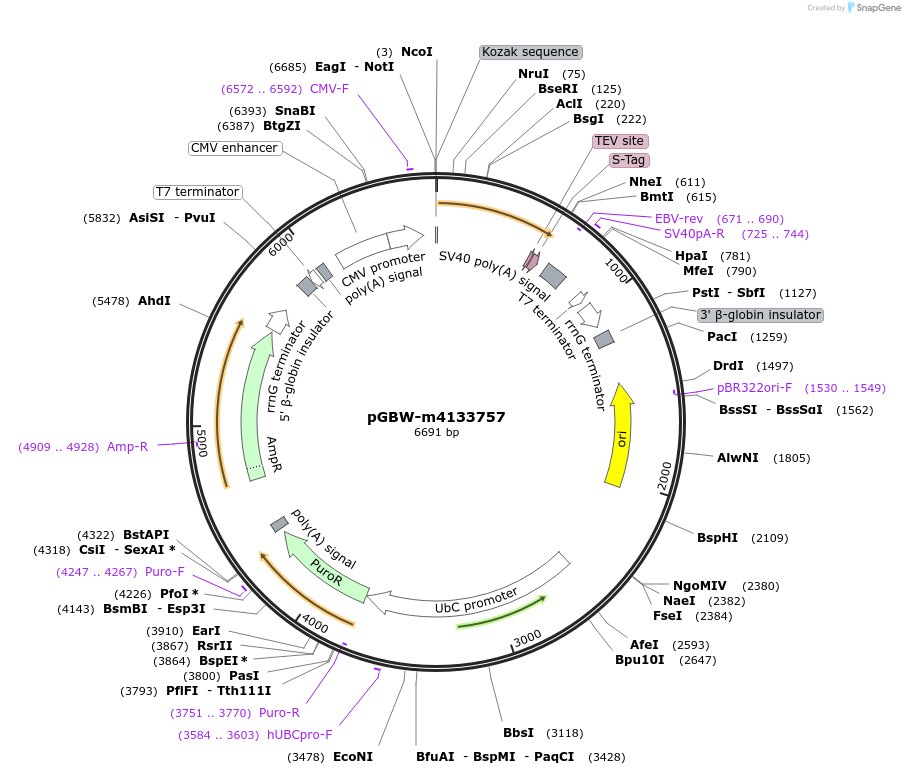 152899-plasmid-map-sequence-id-295911