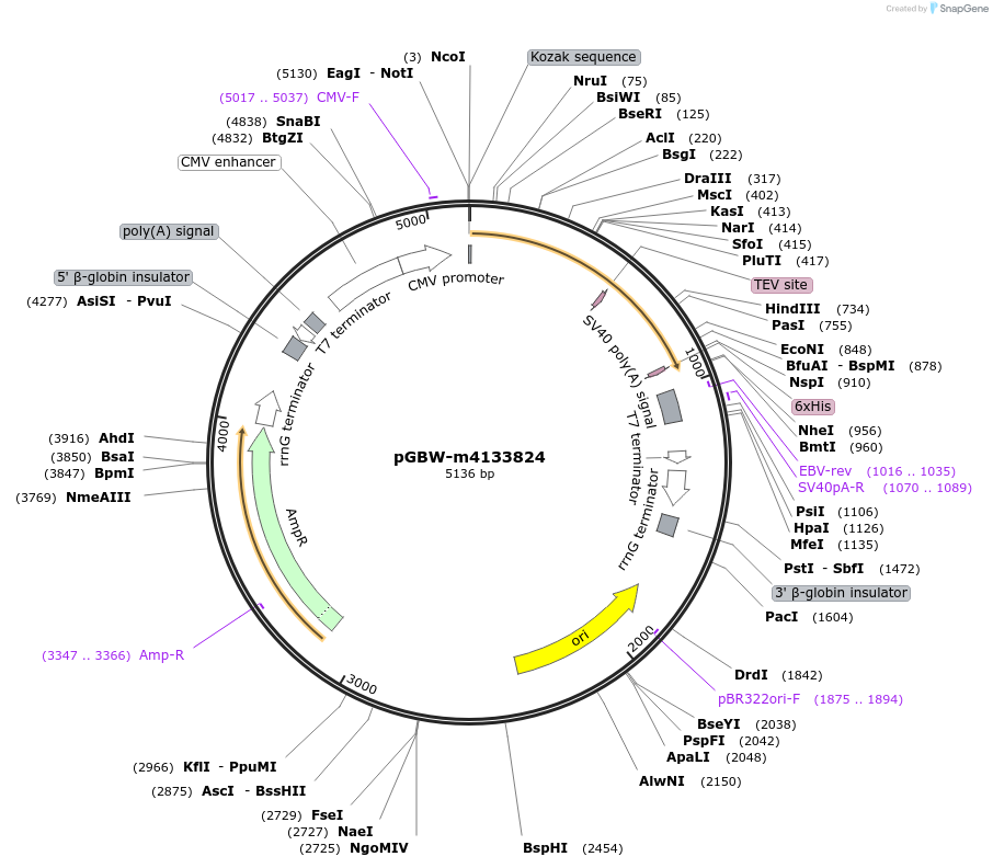 152900-plasmid-map-sequence-id-295912