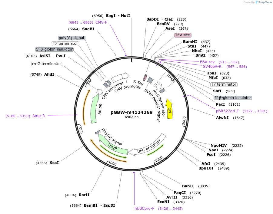 152915-plasmid-map-sequence-id-295927
