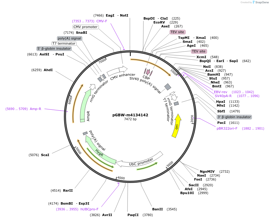 152916-plasmid-map-sequence-id-295928