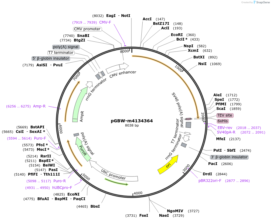 152927-plasmid-map-sequence-id-295939