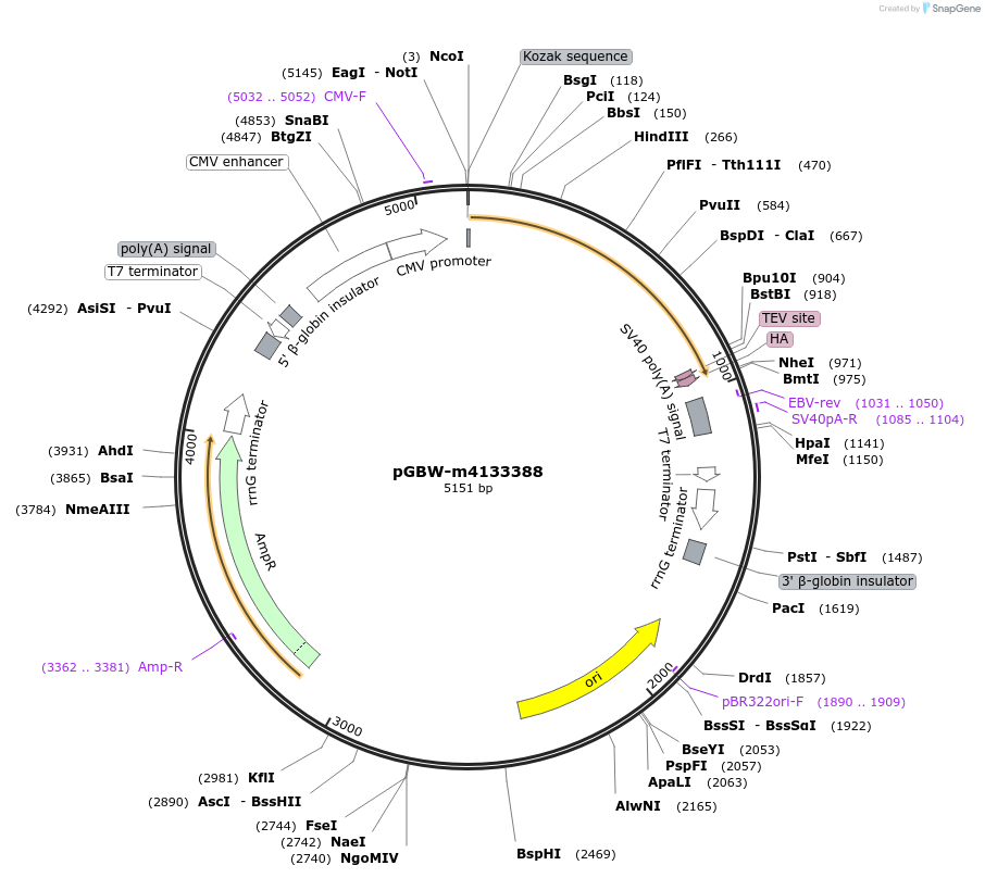 152928-plasmid-map-sequence-id-295940