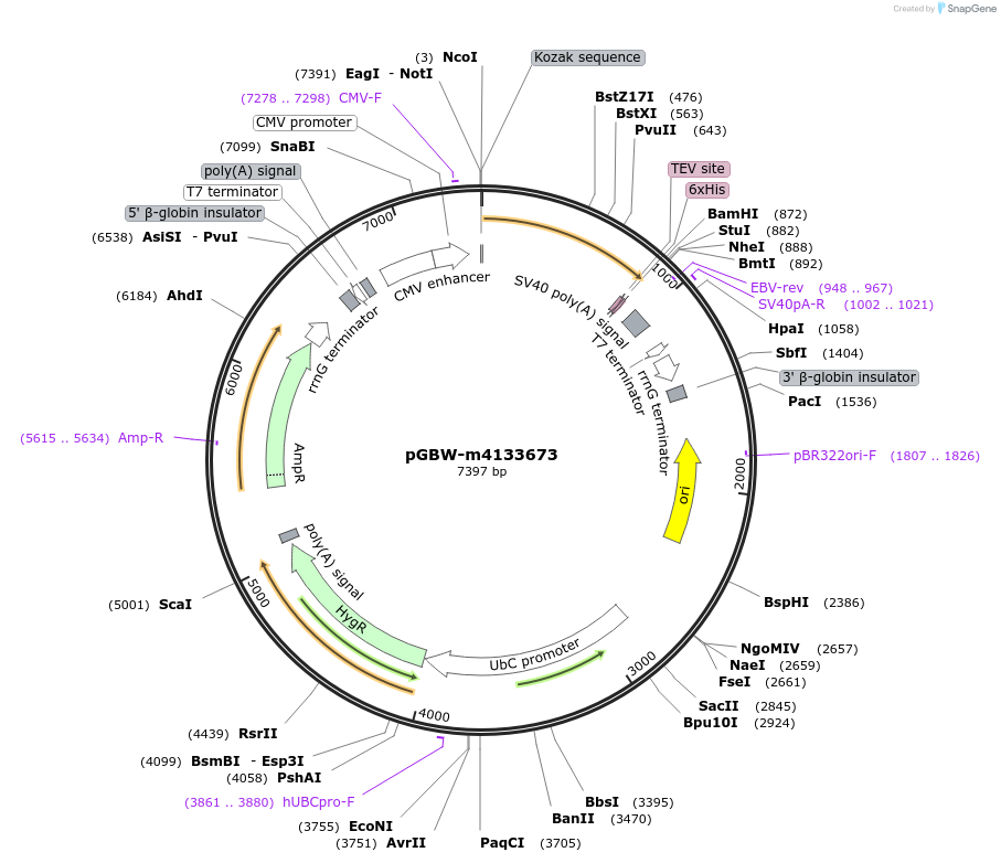 152931-plasmid-map-sequence-id-295943