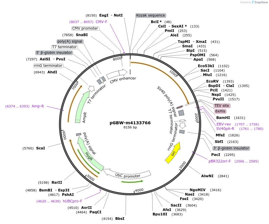 152935-plasmid-map-sequence-id-295947