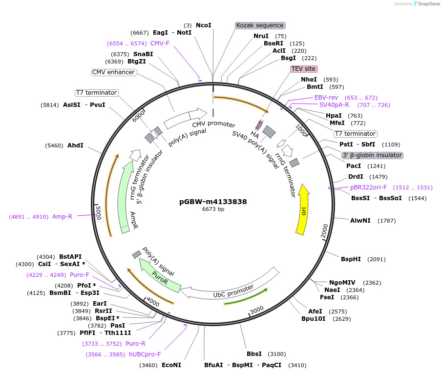 152936-plasmid-map-sequence-id-295948