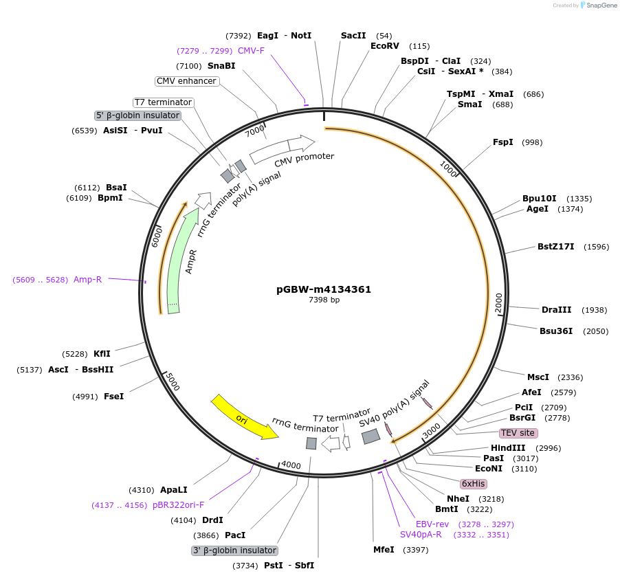 152938-plasmid-map-sequence-id-295950