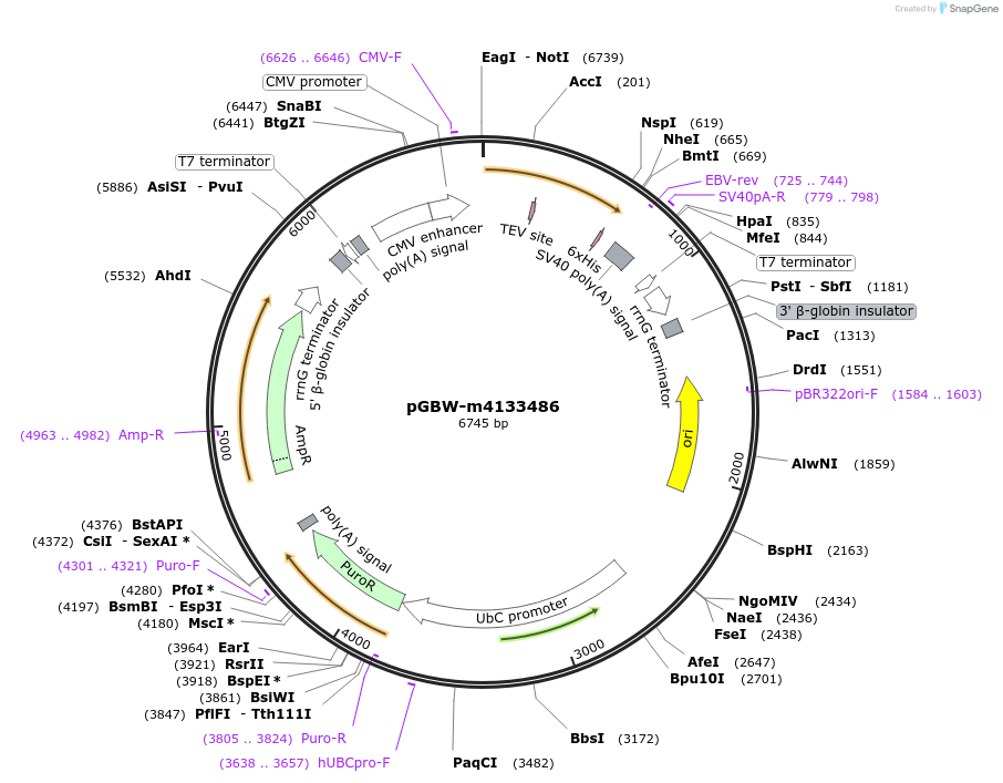 152944-plasmid-map-sequence-id-295956