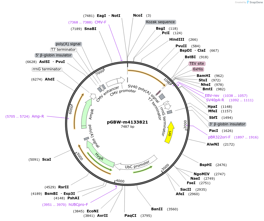 152947-plasmid-map-sequence-id-295959