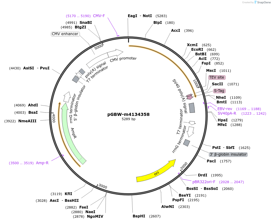 152950-plasmid-map-sequence-id-295962