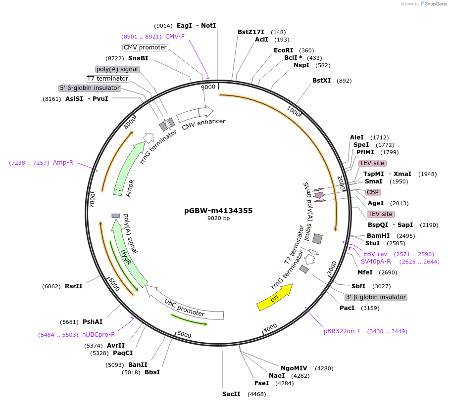 152951-plasmid-map-sequence-id-295963
