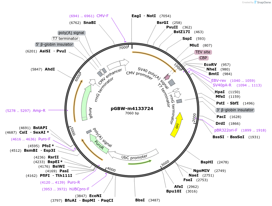 152956-plasmid-map-sequence-id-295968