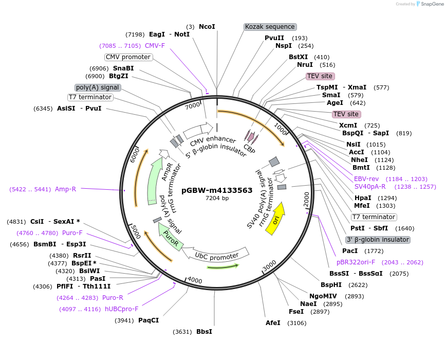 152969-plasmid-map-sequence-id-295981