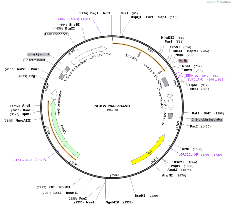 152975-plasmid-map-sequence-id-295987