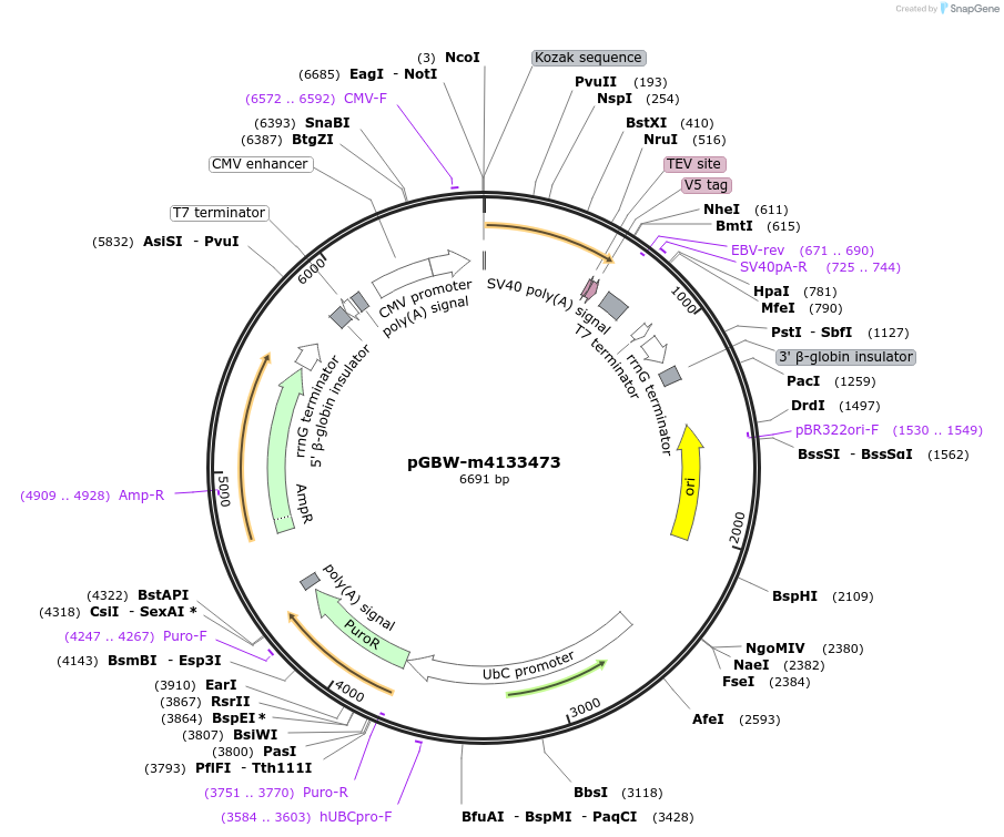 152977-plasmid-map-sequence-id-295989