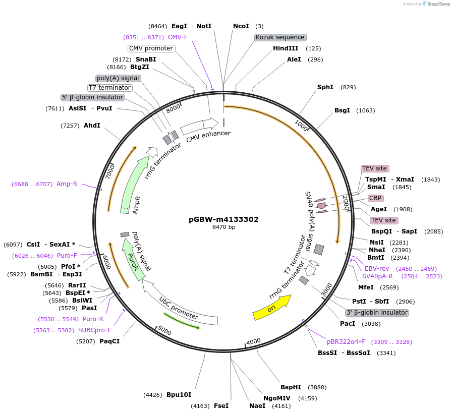 152980-plasmid-map-sequence-id-295992