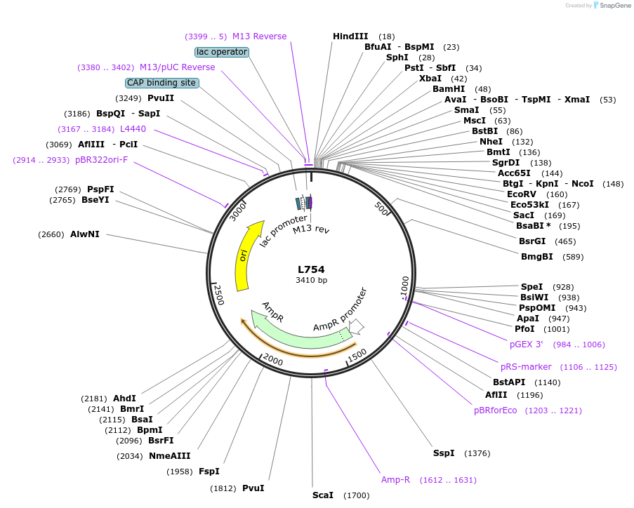 1686-plasmid-map-sequence-id-296