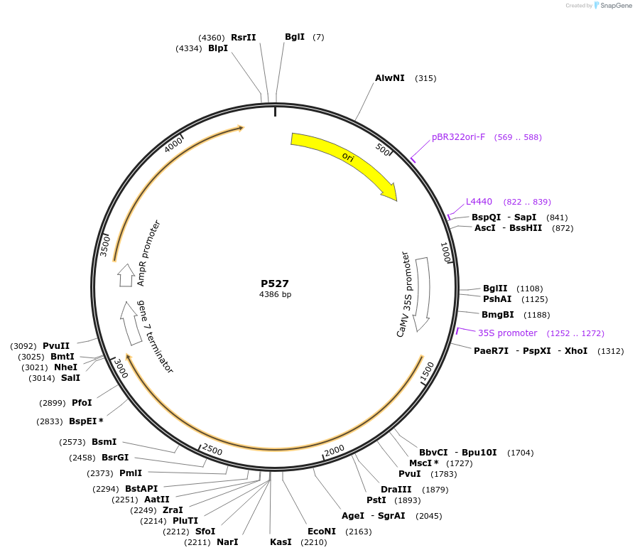 139741-plasmid-map-sequence-id-296004
