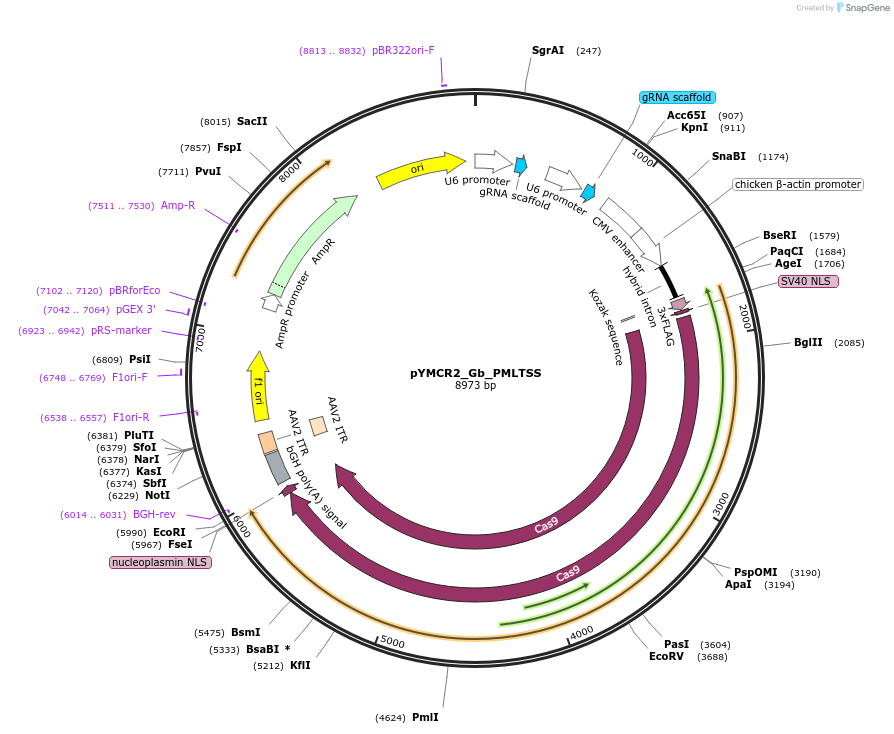 140285-plasmid-map-sequence-id-296017