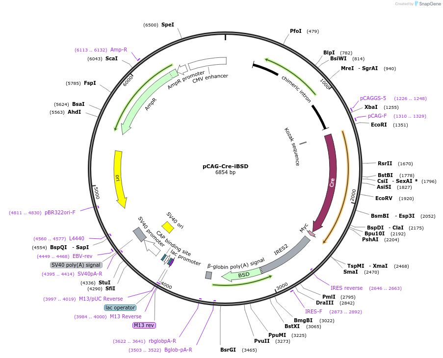 140284-plasmid-map-sequence-id-296023