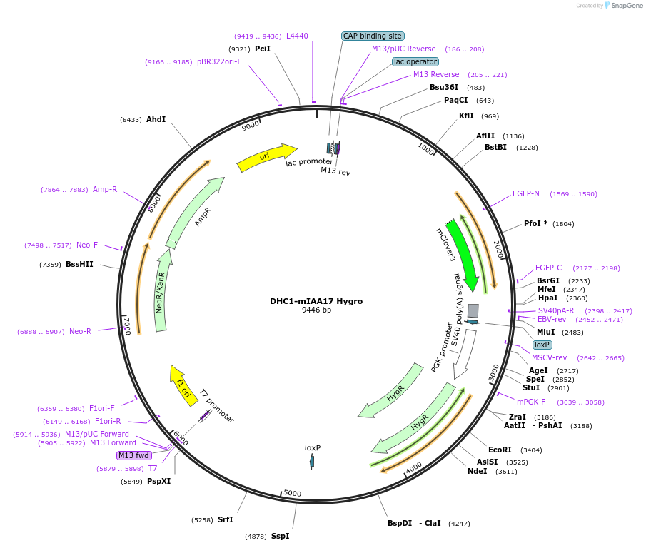 140544-plasmid-map-sequence-id-296031