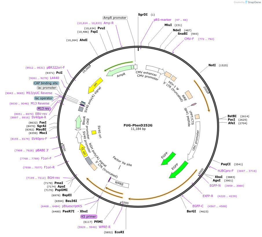 140735-plasmid-map-sequence-id-296097