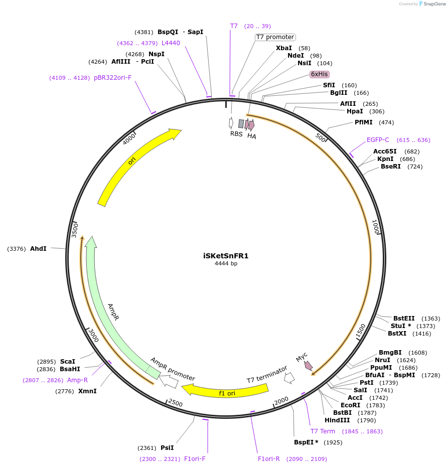 140466-plasmid-map-sequence-id-296106