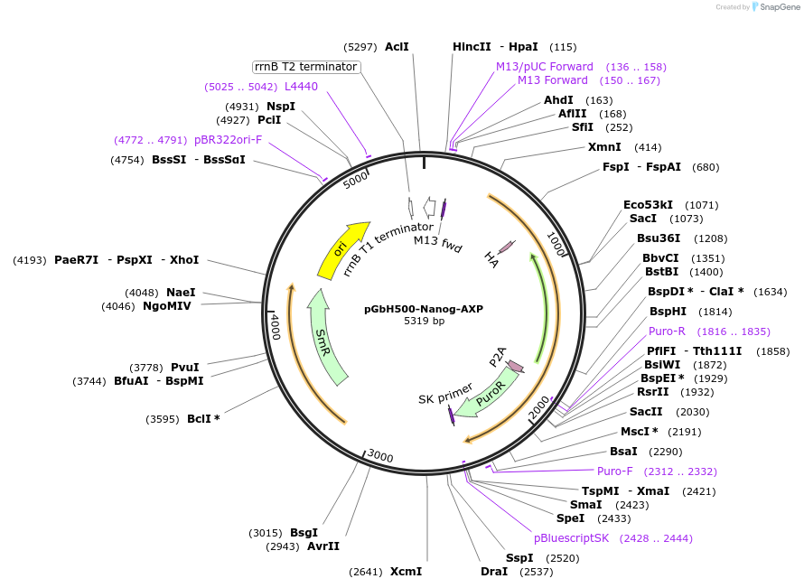 140279-plasmid-map-sequence-id-296108