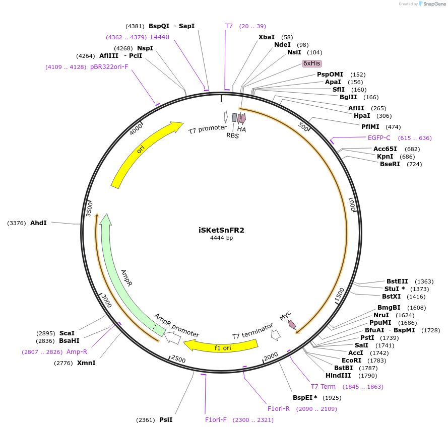 140467-plasmid-map-sequence-id-296110
