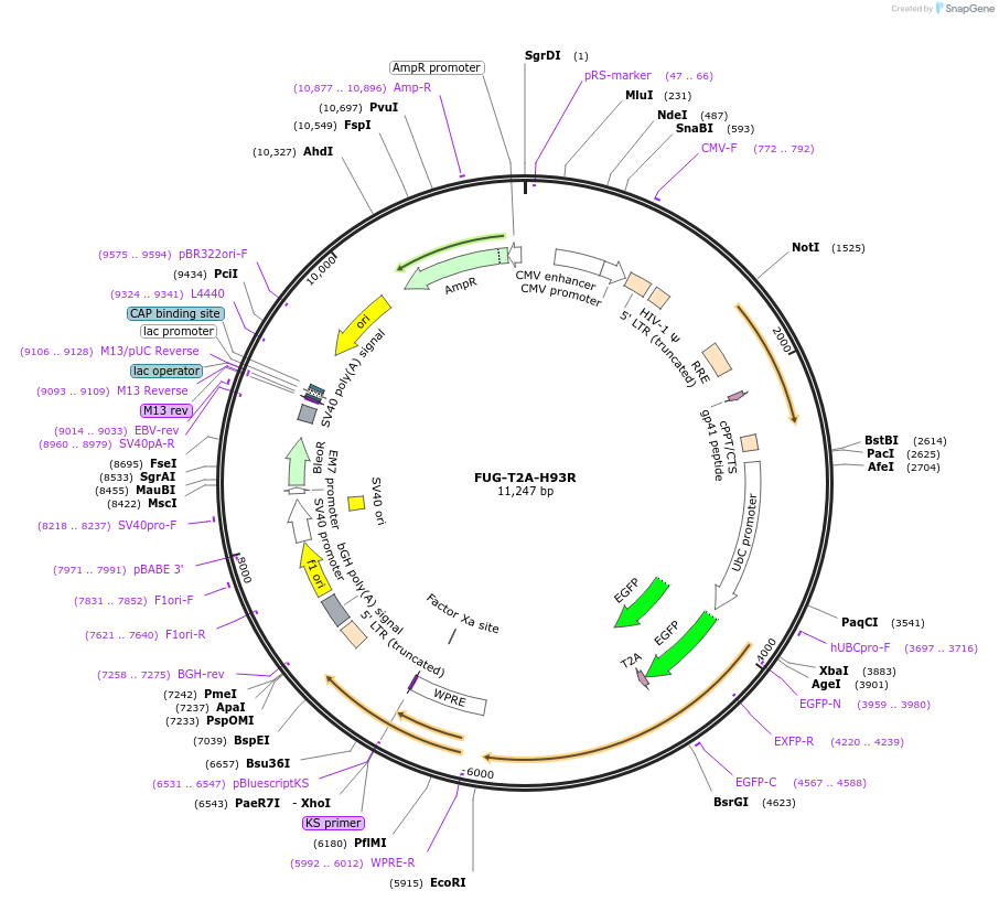 140739-plasmid-map-sequence-id-296111