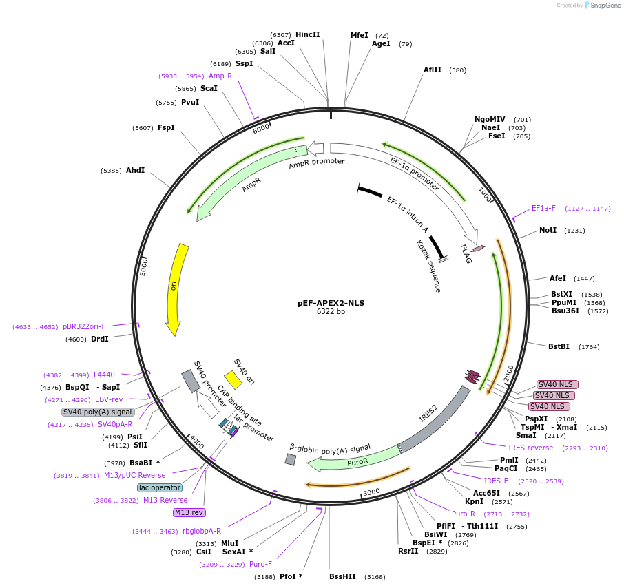 140281-plasmid-map-sequence-id-296112