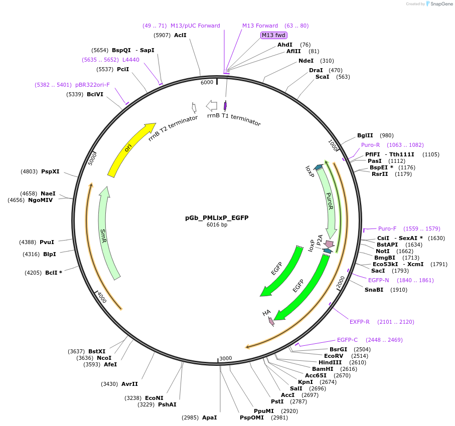 140283-plasmid-map-sequence-id-296119
