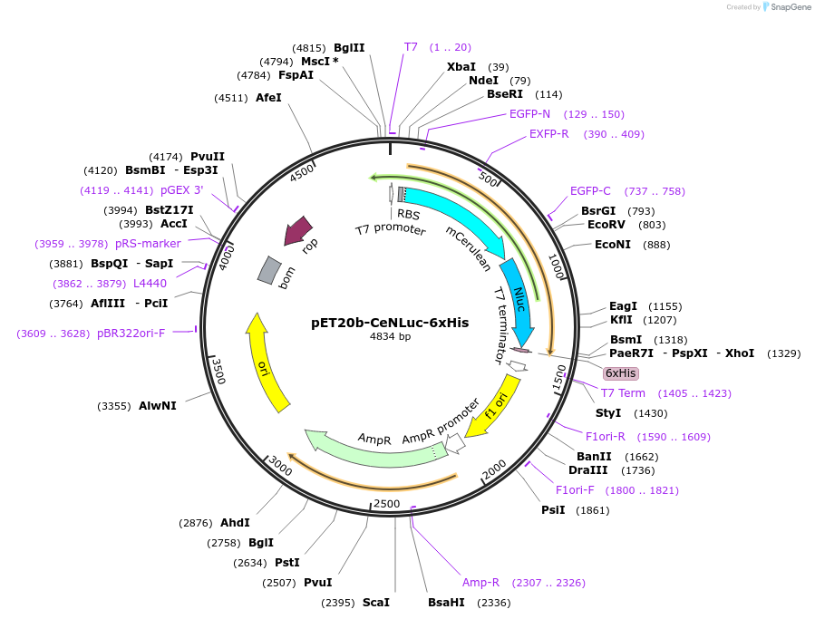 135933-plasmid-map-sequence-id-296184