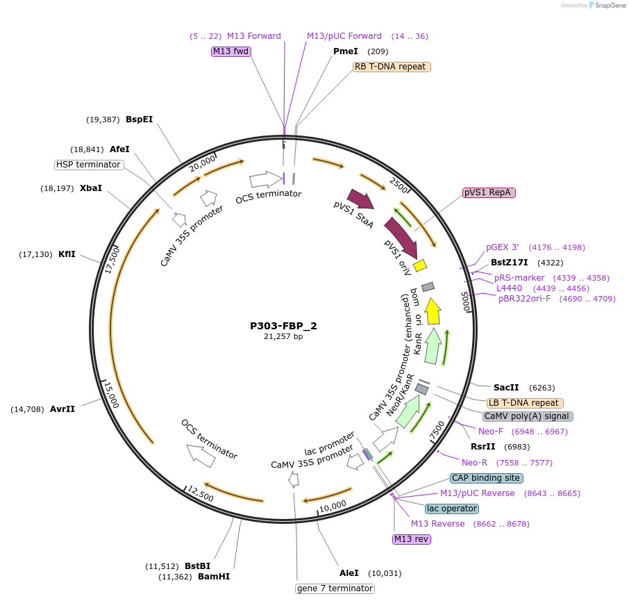 139693-plasmid-map-sequence-id-296189