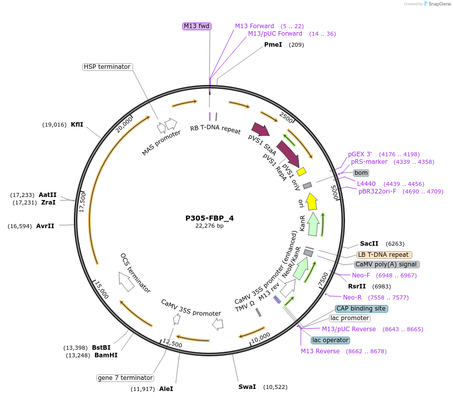 139695-plasmid-map-sequence-id-296191