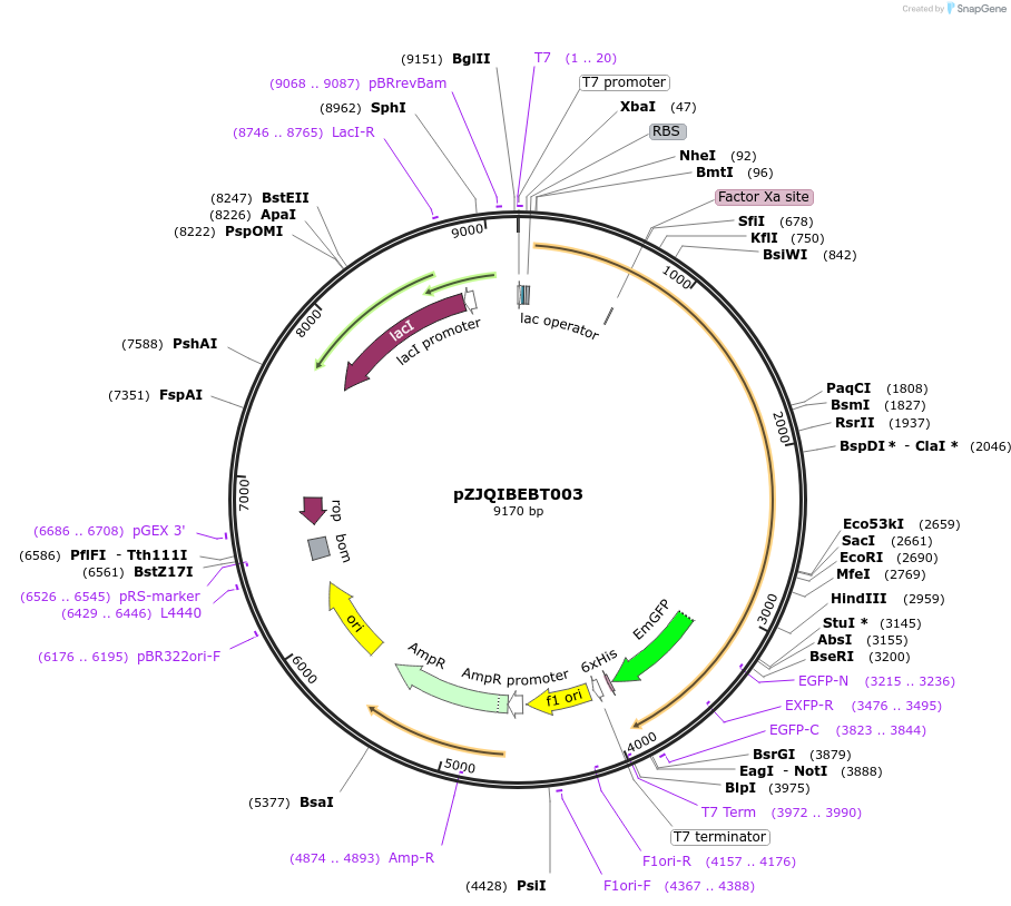 140053-plasmid-map-sequence-id-296195