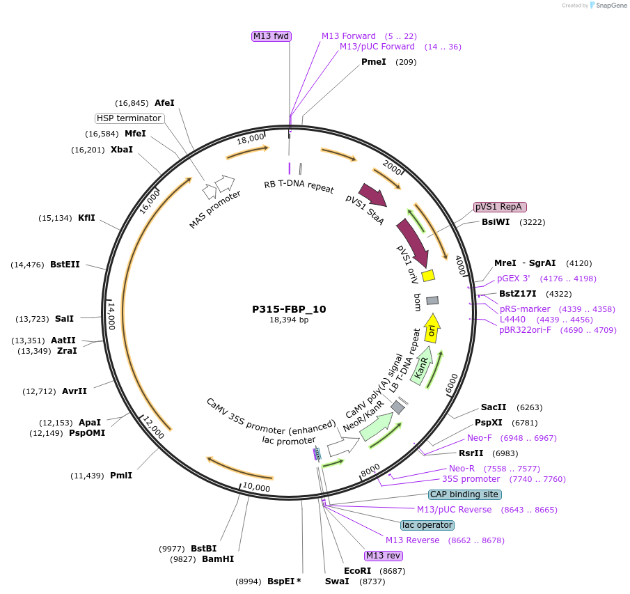 139701-plasmid-map-sequence-id-296203