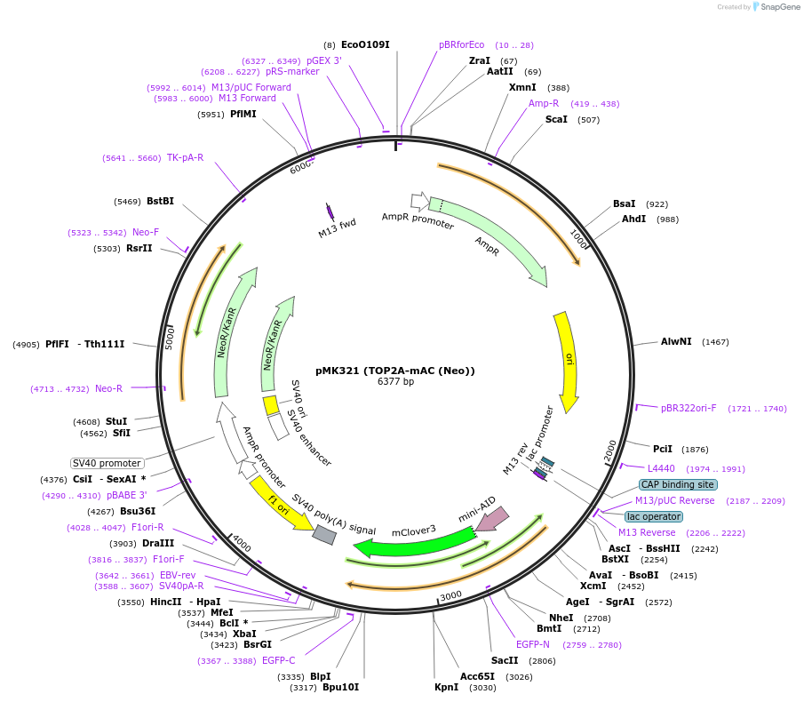 140652-plasmid-map-sequence-id-296246