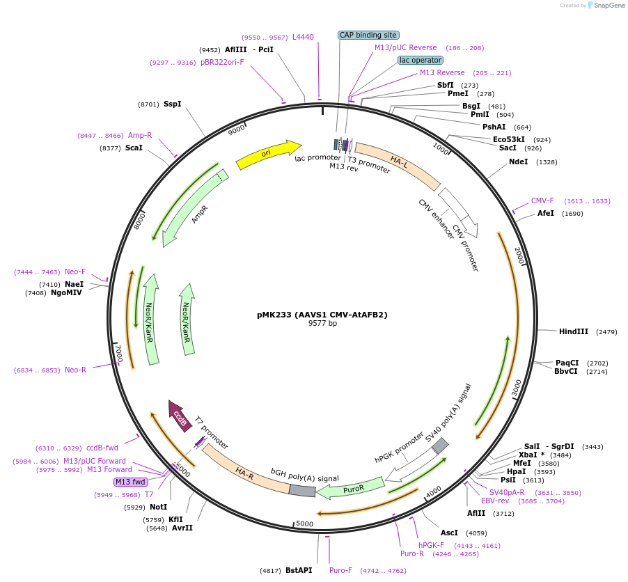 140537-plasmid-map-sequence-id-296251
