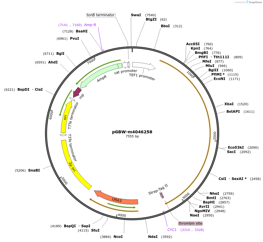 148973-plasmid-map-sequence-id-296272