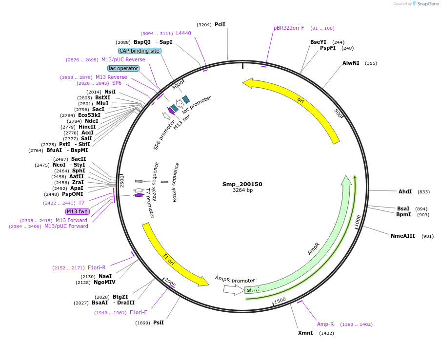 139360-plasmid-map-sequence-id-296276