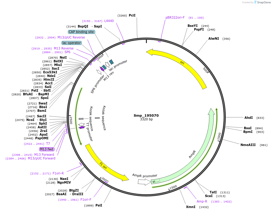 139361-plasmid-map-sequence-id-296386